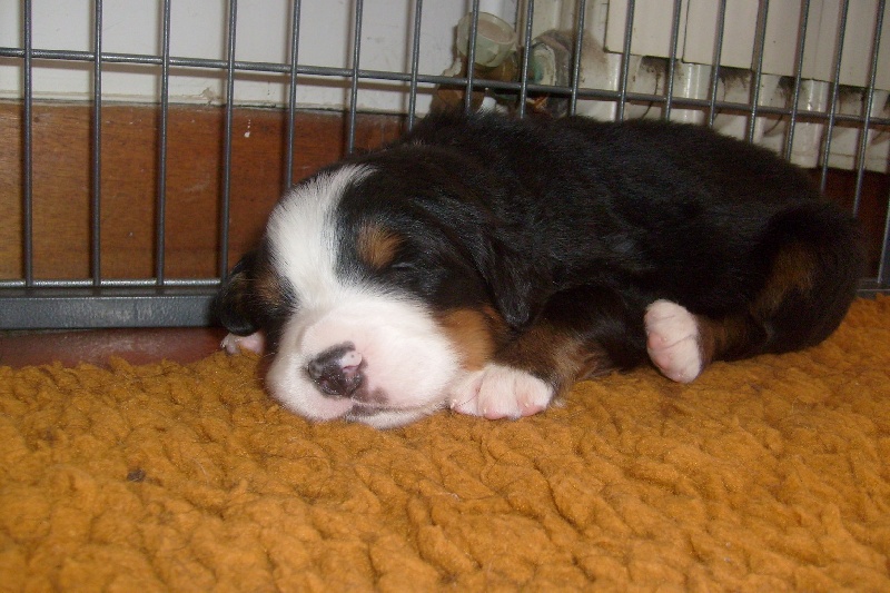 Chiot Bouvier Bernois Du Royaume des Perles Noires