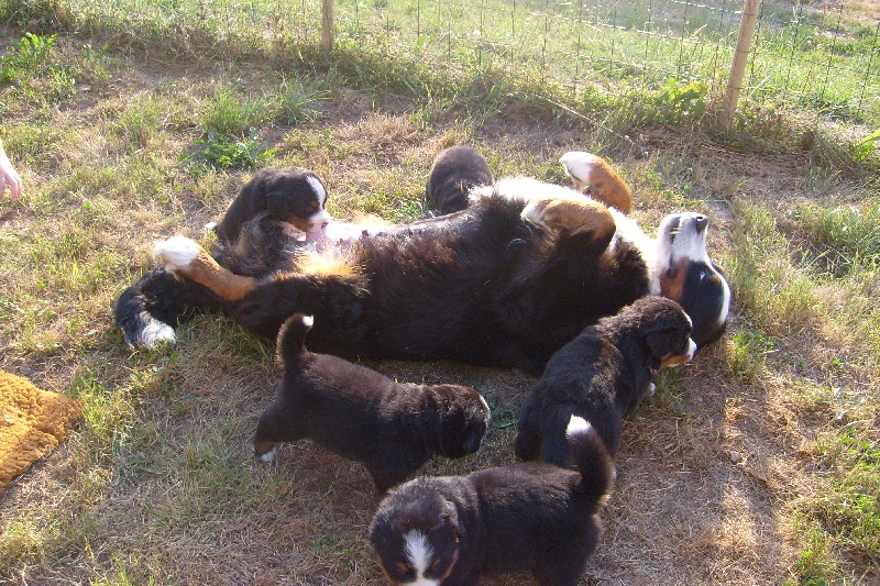 Chiot Bouvier Bernois Du Royaume des Perles Noires